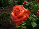 F95040 rose photo