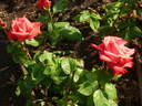 Infanta Pilar ™ rose photo