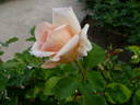 Montserrat rose photo