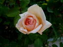 Montserrat rose photo