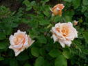 Montserrat rose photo