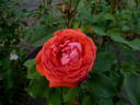 Ocaso rose photo