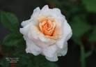 Reconciliation rose photo