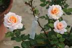 Reconciliation rose photo