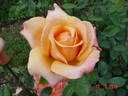Lolita ® rose photo