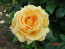 Golden Lady rose photo