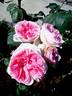 Joachim du Bellay ® rose photo