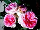 Joachim du Bellay ® rose photo
