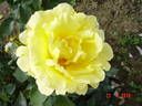 Duftgold ® rose photo