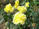 Duftgold ® rose photo