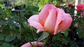 Peach Beauty rose photo