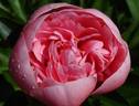 Etched Salmon peony photo