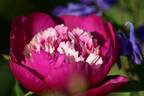 Gay Paree peony photo