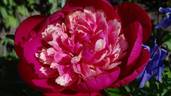 Gay Paree peony photo