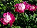 Gay Paree peony photo