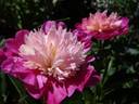 Gay Paree peony photo