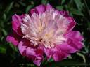 Gay Paree peony photo