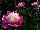 Gay Paree peony photo