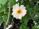 Eridu Babylon rose photo