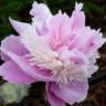 Eden's Perfume peony photo