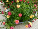 Masquerade rose photo