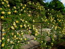 Mrs. Pierre S. du Pont, Cl. rose photo