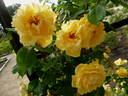 Mrs. Pierre S. du Pont, Cl. rose photo