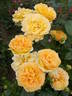 Summertime rose photo