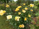 Summertime rose photo