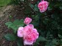 Rainbow rose photo