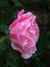 Rainbow rose photo