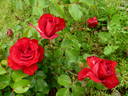 Roter Drache rose photo