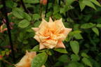 Golden Century rose photo
