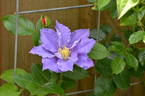 Will Goodwin clematis photo