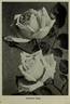 Cornelia Cook rose photo
