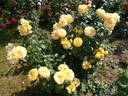 Summertime rose photo