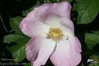 Jablonovy kvet rose photo