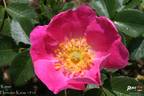 Kiese rose photo
