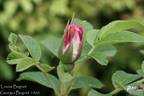 Louise Bugnet rose photo