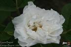 Louise Bugnet rose photo