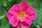 Lynnie rose photo