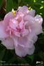 Marga rose photo