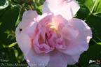 Marga rose photo