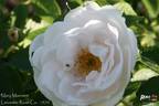 Mary Manners rose photo