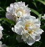 Boule de Neige peony photo