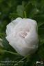 Souvenir de Philémon Cochet rose photo