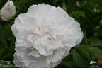 Souvenir de Philémon Cochet rose photo