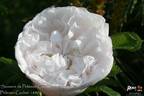 Souvenir de Philémon Cochet rose photo