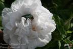 Souvenir de Philémon Cochet rose photo