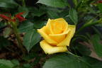 Behold ™ rose photo